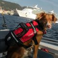Crewsaver Pet Buoyancy Aid Extra Small 9-12"